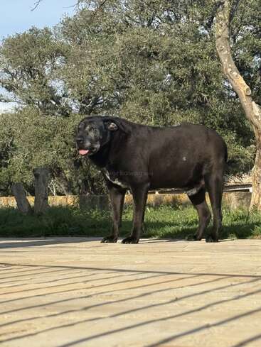 Ein großes schwarzes Tier, das sowohl einem Hund als auch einer Kuh ähnelt, steht draußen auf einem gepflasterten Untergrund, im Hintergrund sind grünes Gras und Bäume zu sehen. Ein sonniger Tag.