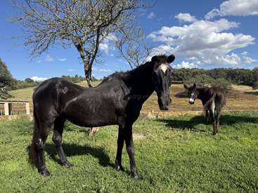Im Vordergrund steht ein schwarzes Pferd auf grünem Gras, etwas weiter hinten ein Esel. Sonniger Tag, blauer Himmel, vereinzelte Wolken und ein kahlgeblätterter Baum in der Nähe.