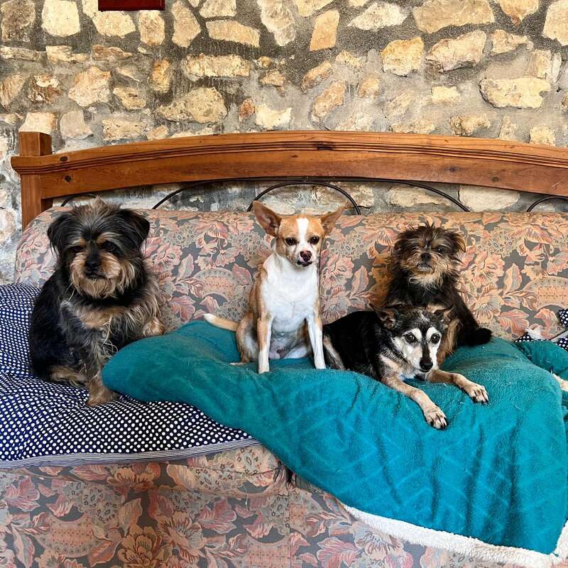Vier entzückende Hunde sitzen zusammen auf einem Sofa mit Blumenmuster und einer blaugrünen Decke vor einer rustikalen Steinwand und wirken in dieser gemütlichen Umgebung ganz entspannt und behaglich.