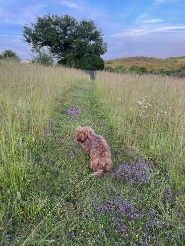 A fluffy brown dog sits on a green path surrounded by wildflowers and tall grass, looking back. A large tree and hills are in the background.