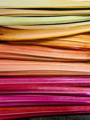 Esta imagen muestra coloridas pencas de acelga, dispuestas en capas horizontales que van del amarillo pálido y el naranja al rosa vibrante y los tonos rojo intenso.