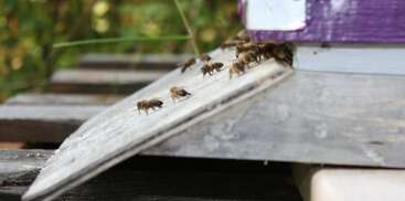 Varias abejas se reúnen a la entrada de una colmena de madera. La colmena se encuentra en el exterior, rodeada de vegetación, lo que indica que se trata de una colonia de abejas activa y sana.