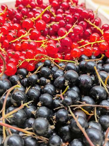 Esta imagen muestra un primer plano de grosellas rojas y negras frescas. Las bayas, de color rojo vivo y morado intenso, están agrupadas y parecen maduras y jugosas.