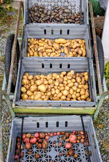 Quatre caisses sur un chariot de jardin, chacune remplie de différentes variétés de pommes de terre fraîchement récoltées - violettes, jaunes et rouges - illustrant une récolte colorée de pommes de terre en plein air.