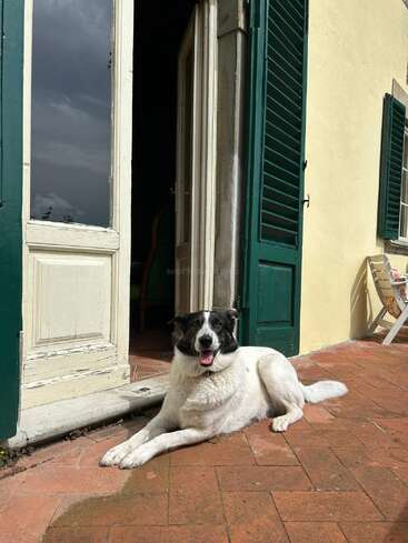 Um feliz cachorro preto e branco relaxa em um pátio de tijolos iluminado pelo sol, deitado perto de uma porta aberta com persianas verdes anexada a uma casa amarela clara.