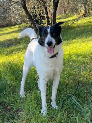 Um cachorro preto e branco feliz está na grama verde exuberante com árvores ao fundo, com a língua para fora, desfrutando de um dia ensolarado ao ar livre na natureza.