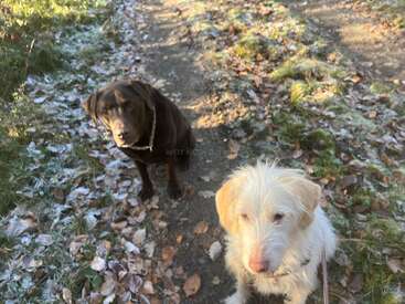 Two dogs sit on a frosty, leaf-covered path in a sunlit outdoor setting. One is chocolate brown, the other is light, both looking up attentively.