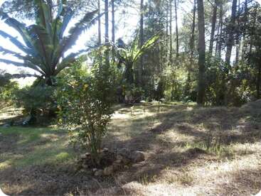 Sunlight filters through tall pine trees onto a grassy area. Banana plants, a small citrus tree with fruit, and scattered rocks create a lush, natural scenery.