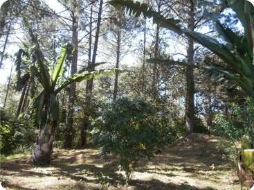 The image shows a sunlit forest with tall pine trees, banana plants, and bushes. The ground is covered in dry grass, creating a peaceful natural setting.