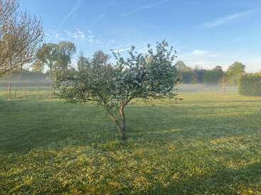 La imagen representa un paisaje sereno con un pequeño árbol de flores blancas en un frondoso campo verde, rodeado de árboles y un cielo azul con nubes difusas.