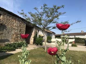 La imagen representa una serena escena de jardín con tres vibrantes amapolas rojas en primer plano, sobre un rústico edificio de piedra y un cielo azul despejado.