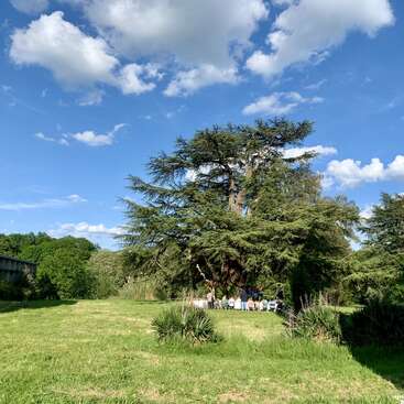 Ein großer Baum steht auf einer sonnigen, offenen Wiese unter einem strahlend blauen Himmel mit vereinzelten Wolken. Die Menschen versammeln sich in seinem Schatten und genießen die Natur.