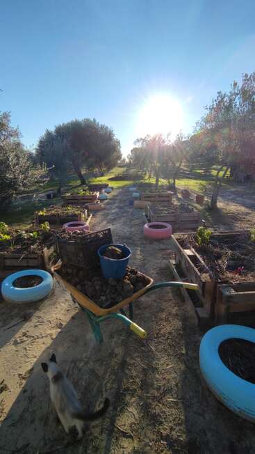 A sunlit garden path lined with colorful tire planters and wooden beds. A wheelbarrow, potted plant, and a curious cat enhance the peaceful, natural atmosphere.