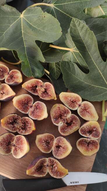 Fresh figs sliced open on a wooden board, revealing their juicy, seedy centers. Large, green fig leaves are spread above. A white IKEA knife is nearby.