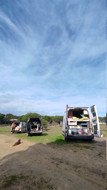 Drei Transporter mit offenen Kofferräumen stehen auf einer Wiese unter strahlend blauem Himmel. Leute und Hunde chillen und genießen das Leben im Freien, ganz im Camper-Stil.