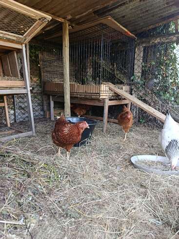 Drei braune Hühner und ein weißes Huhn sind in einem rustikalen Hühnerstall mit Heu auf dem Boden, Holzkonstruktionen, Drahtkäfigen und Futterschalen zu sehen.