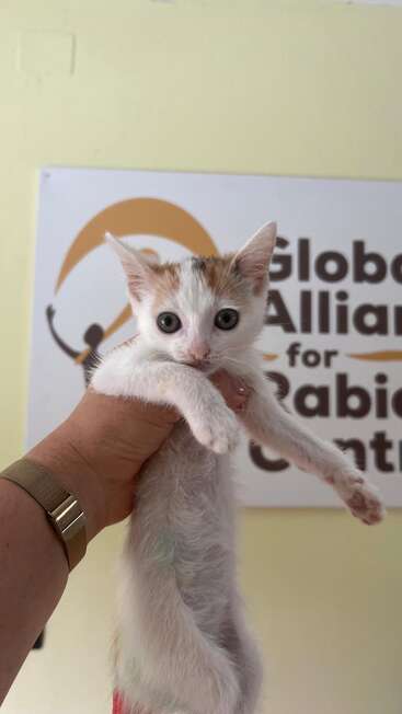 A tiny white and orange kitten with big eyes is being gently held up by a hand; a sign in the background reads "Global Alliance."