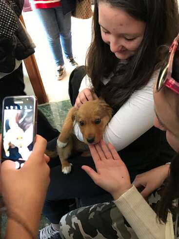 A group of people gather around a cute brown puppy, taking photos and petting it. The puppy looks curious and comfortable in a girl’s arms.