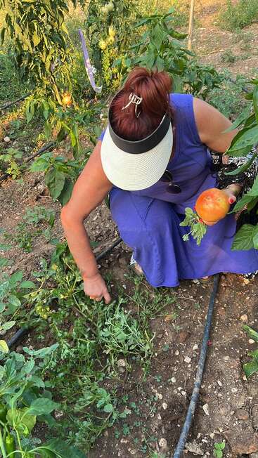A woman in a blue dress and sun visor is gardening, pulling weeds and holding a ripe tomato, surrounded by lush green plants and irrigation hoses.