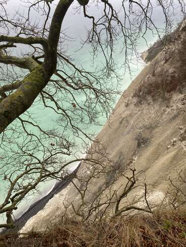 A leafless tree with mossy branches frames a steep chalk cliff, overlooking turquoise waters below, creating a dramatic and serene coastal landscape on a misty day.