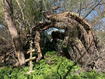 Uma árvore retorcida e arqueada forma um portal natural em meio à vegetação exuberante e à luz do sol. Uma escada de madeira repousa ali perto, realçando a atmosfera misteriosa e encantadora da floresta.