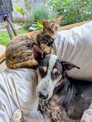 Um gato e um cachorro relaxados compartilham uma almofada branca aconchegante ao ar livre. O gato parece alerta enquanto o cachorro descansa, ambos desfrutando de um momento de paz juntos.