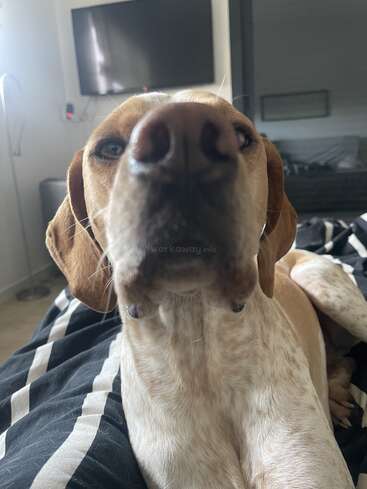 A curious brown and white dog sits on a bed, nose close to the camera, creating a playful perspective. A TV and couch are in the background.