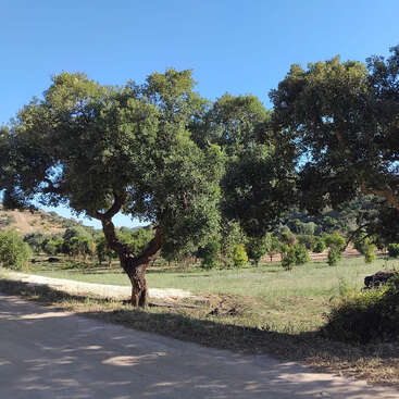 Une scène champêtre où l'on voit un chemin de terre bordé de grands arbres feuillus sous un ciel bleu limpide. Les champs verdoyants et les collines ondulantes au loin composent un paysage paisible.