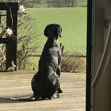 Das Bild zeigt einen schwarzen Hund, der auf einem Holzdeck sitzt und auf ein grünes Feld blickt, in dessen Nähe eine kleine weiße Kaninchenstatue steht.