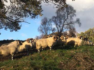 A group of sheep with curved horns stand on a grassy hillside. Leafless trees and a partly cloudy sky create a tranquil, rural scene in nature.