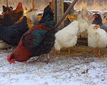 A group of chickens and a rooster stand on straw and snow in an outdoor pen, pecking the ground. Sunlight gently illuminates their feathers.