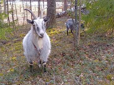 Two goats stand in a forested area. The goat in front has large horns and a rope around its neck, while the other grazes in the background.