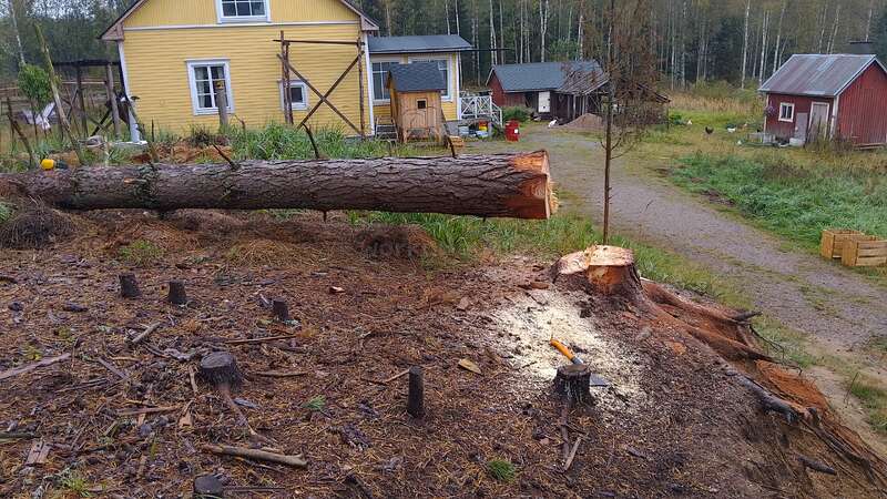 A large tree has been freshly cut and felled near a yellow house. Sawdust, tools, stumps, sheds, and grassy areas are visible around.