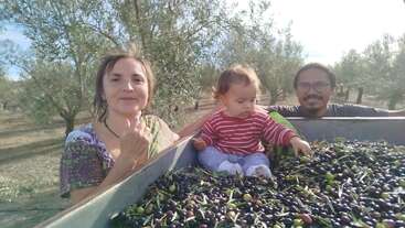 A woman, a man, and a baby are outdoors in an olive grove, standing behind a large container filled with freshly harvested olives, smiling warmly.
