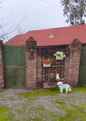 Un pequeño perro blanco con un jersey azul está de pie sobre hierba verde cerca de una pared rústica de ladrillo con puertas verdes, flores y estanterías decorativas al fondo.