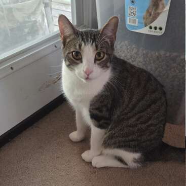Um gato malhado e branco, cheio de curiosidade, está sentado, atento, sobre um tapete ao lado de um grande recipiente de ração para animais, perto de uma porta, olhando fixamente para a frente.