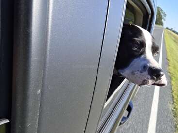 Un chien noir et blanc passe la tête par la fenêtre d'une voiture, profitant de la brise par une journée ensoleillée alors qu'il roule sur une route de campagne.