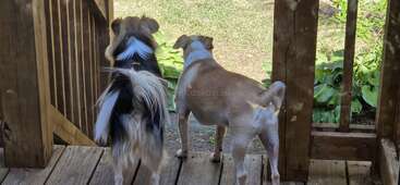 Deux chiens sont couchés côte à côte sur un porche en bois, regardant à travers un portail, l'air curieux ou vigilant, tandis que l'on aperçoit de la verdure dans le jardin.