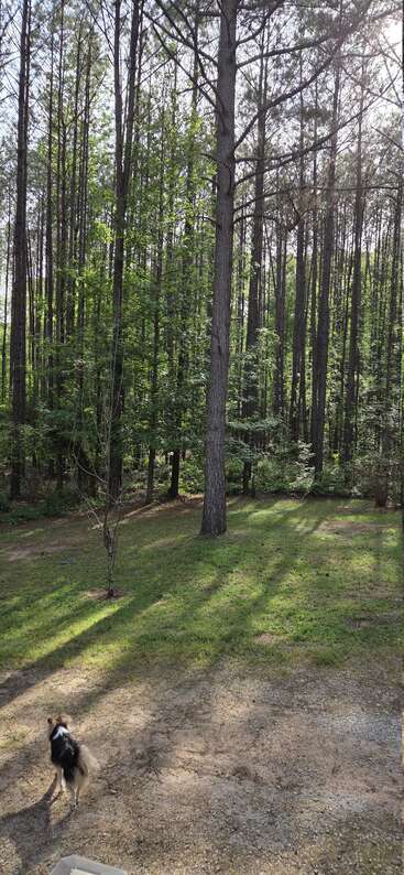La lumière du soleil filtre à travers les grands pins d'une forêt paisible. L'herbe verte et un petit chien noir et blanc viennent rehausser cette scène naturelle et sereine en plein air.