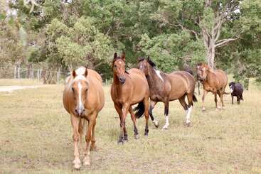Cinco caballos y un pequeño poni caminan juntos por un campo cubierto de hierba. El fondo muestra árboles verdes y una valla, creando una tranquila escena campestre.