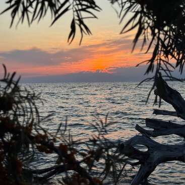 Ondas suaves ondulam sob um céu alaranjado e rosa vibrante ao pôr do sol, emolduradas por galhos frondosos e troncos levados pela maré, criando uma vista costeira tranquila e pitoresca.