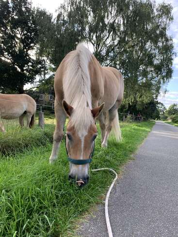 A light brown horse with a cream mane grazes near a roadside on lush green grass, with another horse and trees in the background, under blue sky.