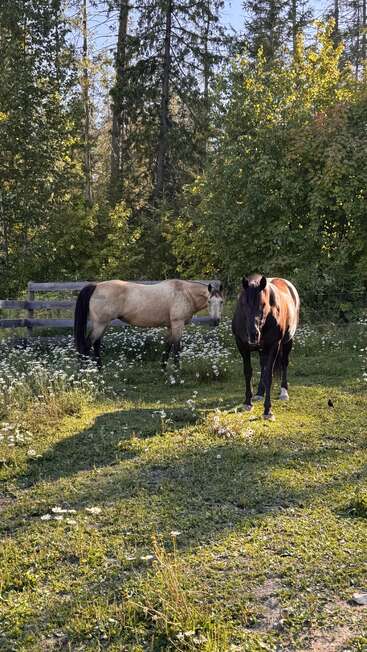 Dois cavalos estão em um cercado iluminado pelo sol, cercados por flores silvestres e árvores verdes, projetando longas sombras na tarde clara. Uma cena tranquila e natural do campo.