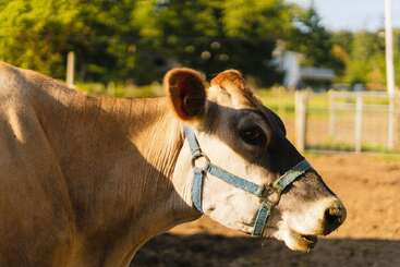 Una vaca marrón con un ronzal azul está de pie en una zona al aire libre iluminada por el sol. El fondo muestra árboles verdes, una valla y edificios lejanos difuminados.