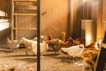 Un grupo de gallinas -de diversos colores, en su mayoría marrones y blancas- están dentro de un gallinero rústico e iluminado por el sol, con paredes de madera, suelo de tierra y algunos nidos.