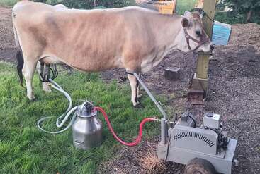 A brown cow is being milked using a mechanical milking machine. The cow is tied to a post, standing on grass and dirt outdoors.