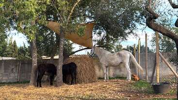 Three horses stand under trees with a tan tarp providing shade. Two dark-colored horses eat hay, while one white horse stands beside them in a fenced area.