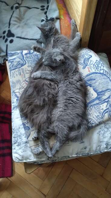 Two fluffy gray cats are cuddling on a patterned cushion, with one cat’s paw draped lovingly over the other. They look peaceful, cozy, and affectionate.