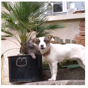A white dog with brown patches stands beside a black plant pot containing a green palm and a fluffy gray cat. Both animals stare curiously ahead.