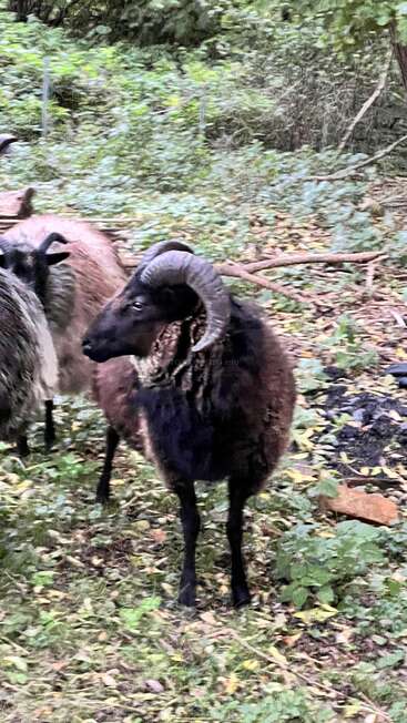 Ein dunkles, gelocktes Schaf steht auf einer grünen Waldlichtung, umgeben von anderen Schafen. Dichtes grünes Laub und abgefallene Blätter füllen den natürlichen Hintergrund.